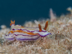 Hypselodoris regina