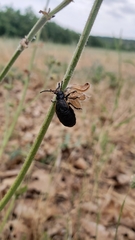 Arima marginata