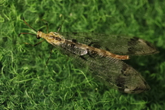 Dendroleon pantherinus