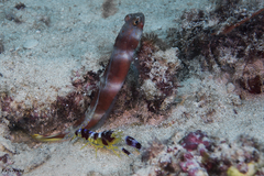 Amblyeleotris aurora