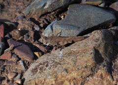 Sphingonotus erythropterus