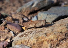 Sphingonotus erythropterus