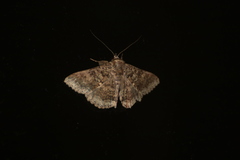 Polydesma boarmoides