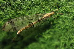 Dendroleon pantherinus