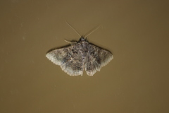 Polydesma boarmoides