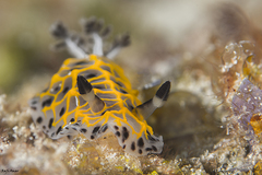Halgerda wasinensis