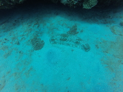 Astichopus multifidus