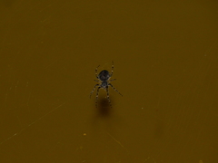 Larinioides sclopetarius