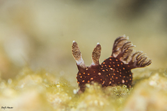 Nembrotha yonowae