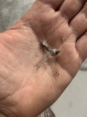 Ululodes quadripunctatus