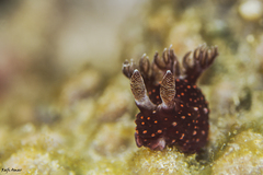 Nembrotha yonowae