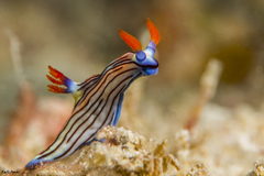 Nembrotha aurea