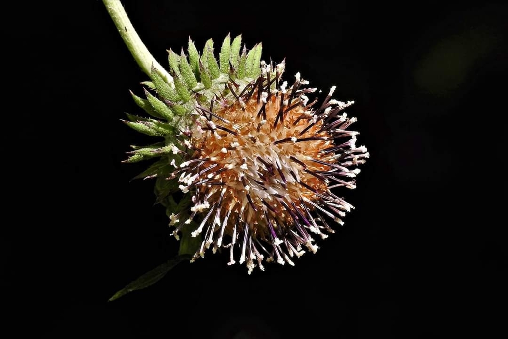Jurinea deltoidea (Jurinea deltoidea)