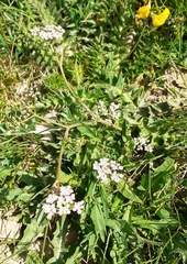 Seseli montanum