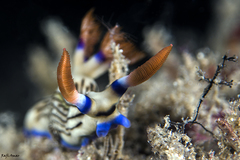 Nembrotha aurea