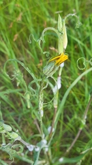 Tragopogon ruthenicus