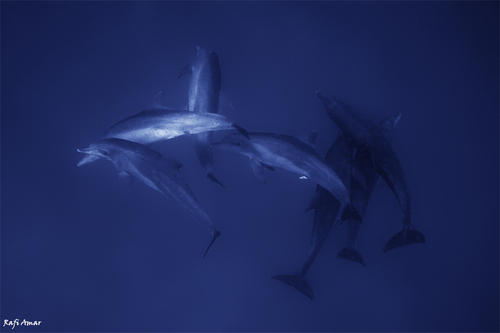 Bottlenose dolphin