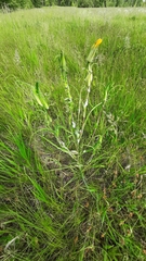 Tragopogon ruthenicus