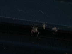 Larinioides sclopetarius