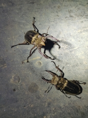 Lucanus mearesii