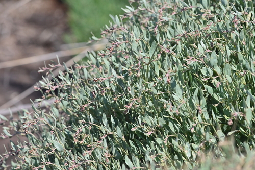 Sea-purslane