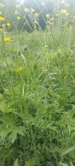 Ranunculus propinquus