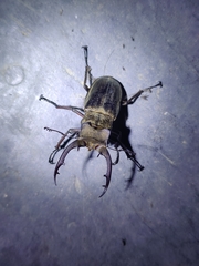Lucanus mearesii