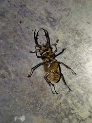 Lucanus mearesii