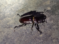 Lucanus