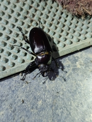 Lucanus