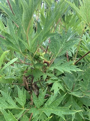 Paeonia delavayi