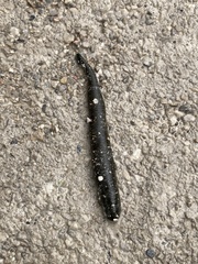 Haemopis sanguisuga