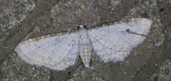 Eupithecia cretaceata