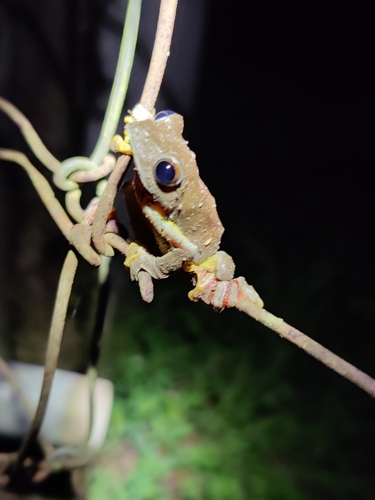 Subansiri Bush Frog, Rhacophorus subansiriensis