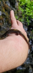 Plethodon dunni