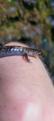 Plethodon dunni