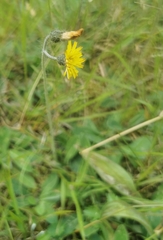 Pilosella flagellaris