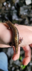 Plethodon dunni