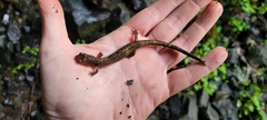 Plethodon dunni