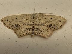 Scopula cacuminaria