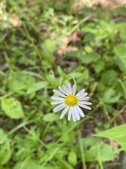 Astranthium integrifolium