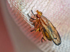 Tetanocera elata