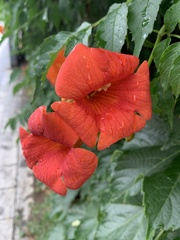 Campsis grandiflora