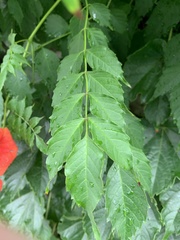 Campsis grandiflora