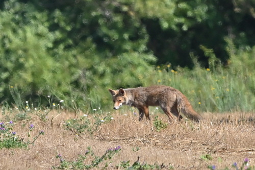 Renard roux