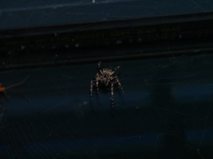 Larinioides sclopetarius