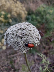 Mylabris quadripunctata