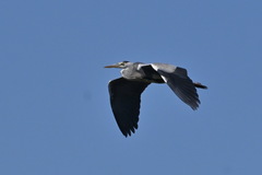 Ardea cinerea