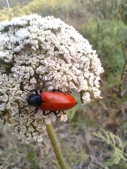 Mylabris quadripunctata