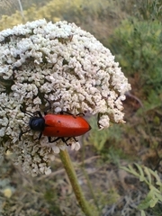 Mylabris quadripunctata
